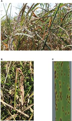 Interactive transcriptome analyses of Northern Wild Rice (Zizania palustris L.) and Bipolaris oryzae show convoluted communications during the early stages of fungal brown spot development